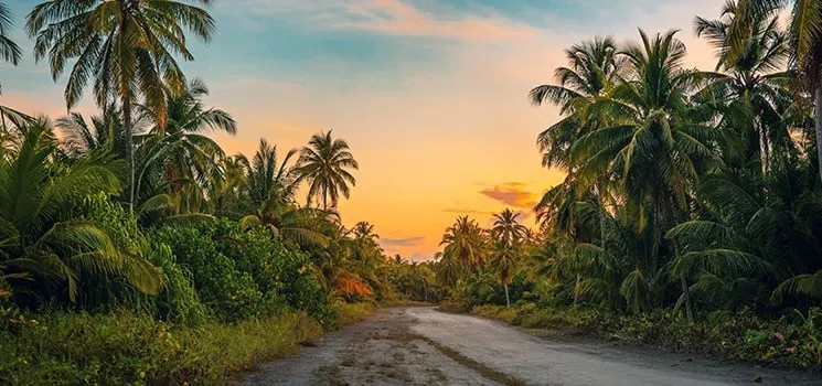 Palm trees and a Caribbean beach